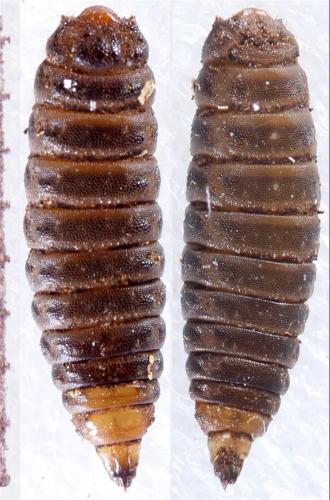 Réf. 322 917 : Solva marginata